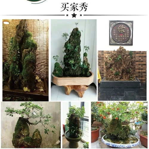 自然之韵，家居雅趣 上水石假山盆景的艺术魅力与装饰妙用